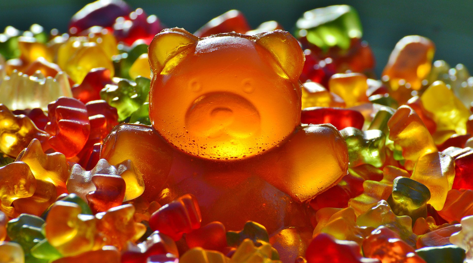 Bear standing out with a brand